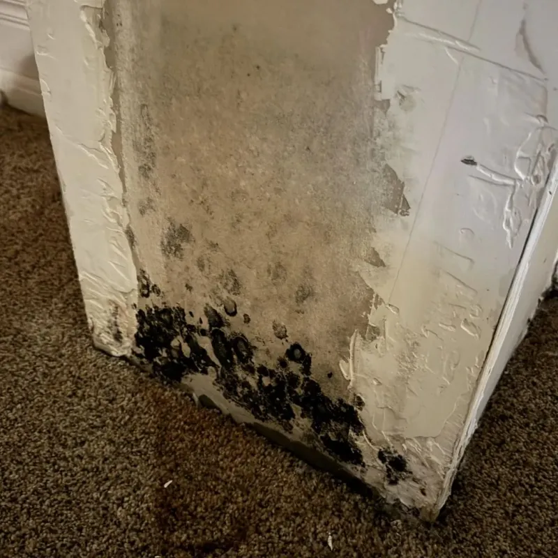 Professional Mold Removal in Moultrie, GA